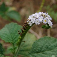 Heliotropium curassavicum L.